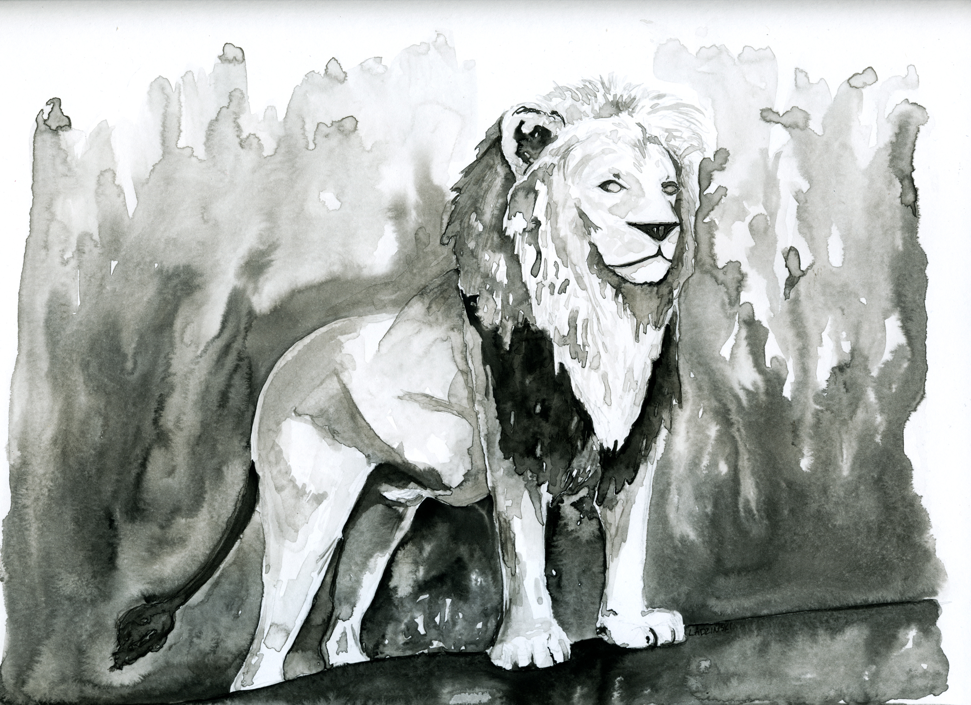 Male African Lion Inkwash Illustration